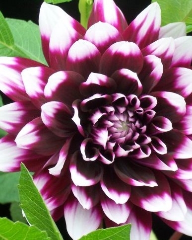 Dahlia dÃ©coratif Mystery Day