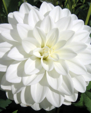 Dahlia DÃ©coratif Blanc Fleurel