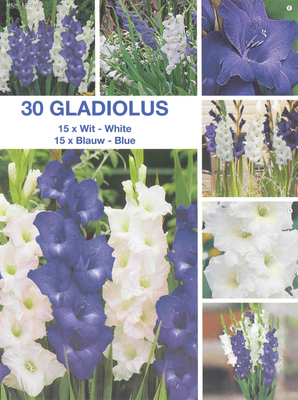 Glaïeuls bleus et blancs en mélange