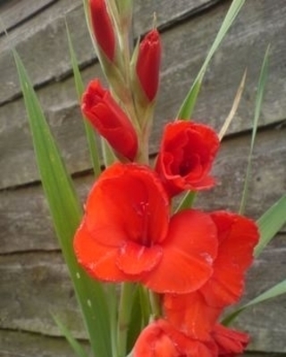 Glaïeuls Crimson