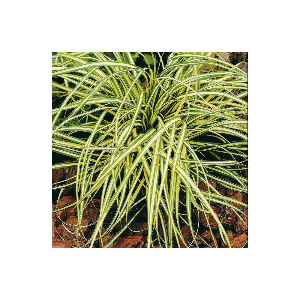 Carex oshimensis evergold