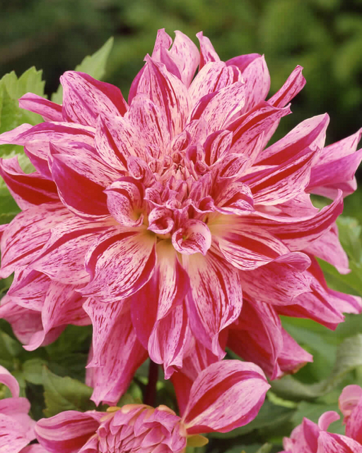 Dahlia dÃ©coratif Bristol Stripe