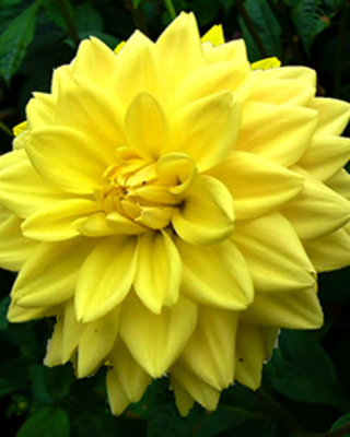 Dahlia décoratif Glory van Heemstede