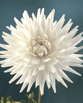 Dahlia Cactus My Love