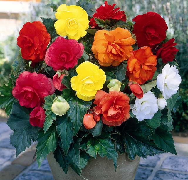 Begonia double en mÃ©lange