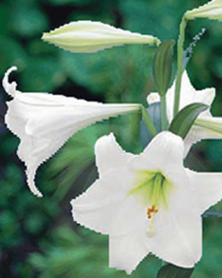 Lys Longiflorum Snow Queen