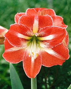 Amaryllis RayÃ©e
