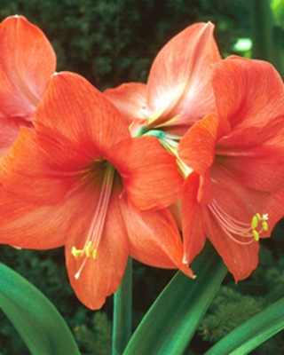 Amaryllis orange (Hippeastrum)