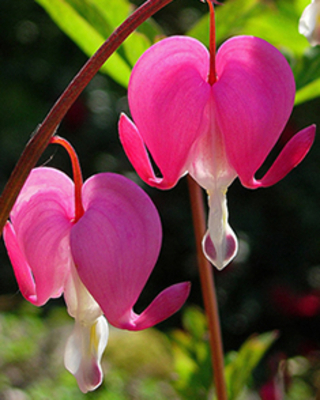 Coeur de Marie Spectabilis (Plantes en Pot)