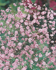 Gypsophile Rosea - Gypsophile