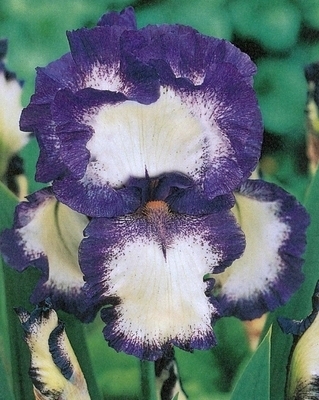 Iris GermanicaGoing My Way