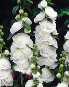 Rose trÃ©miÃ¨re Blanc