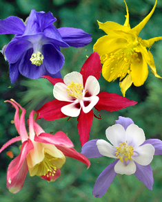 Ancolies en mÃ©lange
