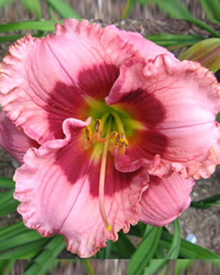 Hémérocalle Cherry Valentine