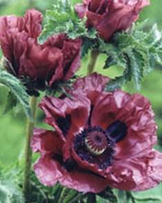 Pavot Patty Plum