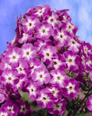 Phlox Laura