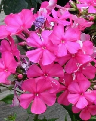 Phlox Starfire