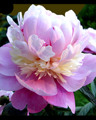 Pivoine Sorbet