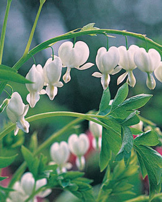 Coeur de Marie Alba