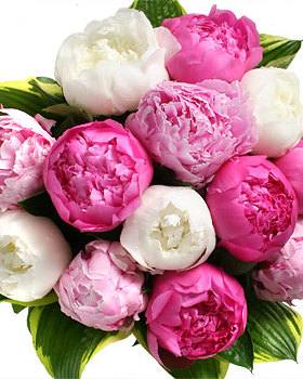Pivoines en MÃ©lange
