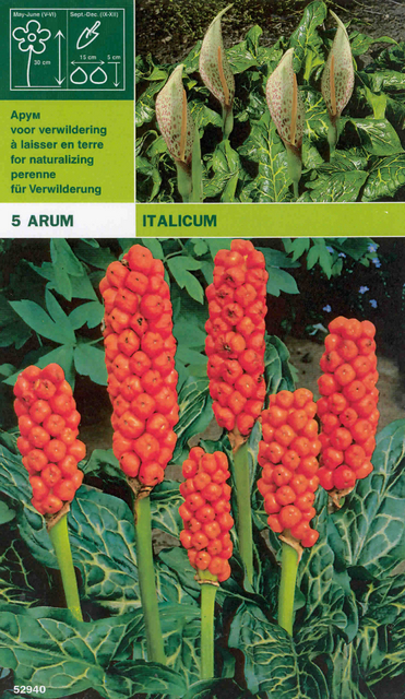 Arum Italicum