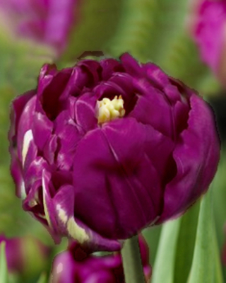 Tulipes Royal Acres
