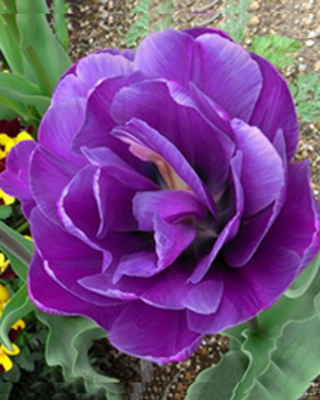 Tulipes Blue Diamond