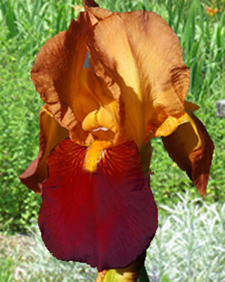 Iris Germanica Apache Warrior