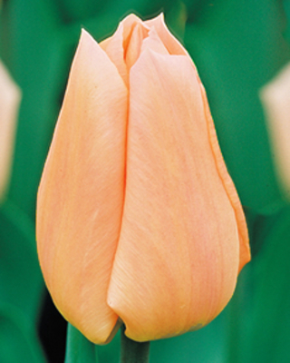 Tulipes Apricot Beauty