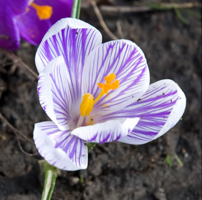 Crocus Pickwick