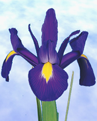 Iris de Hollande Bleu Magic