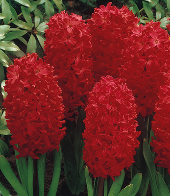 Jacinthe Jan Bos (en vrac)