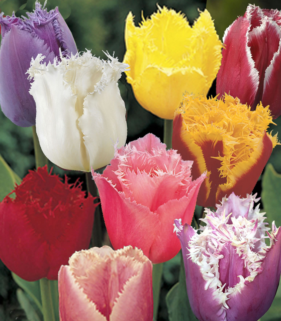 Tulipes Crispa en MÃ©lange