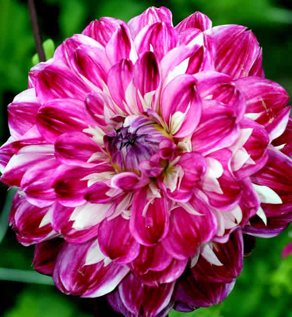 Dahlia dÃ©coratif Optic Illusion