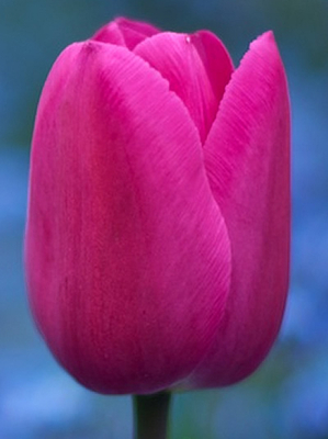Tulipes Barcelona (en vrac)