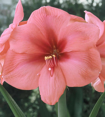 Amaryllis rose (Hippeastrum)
