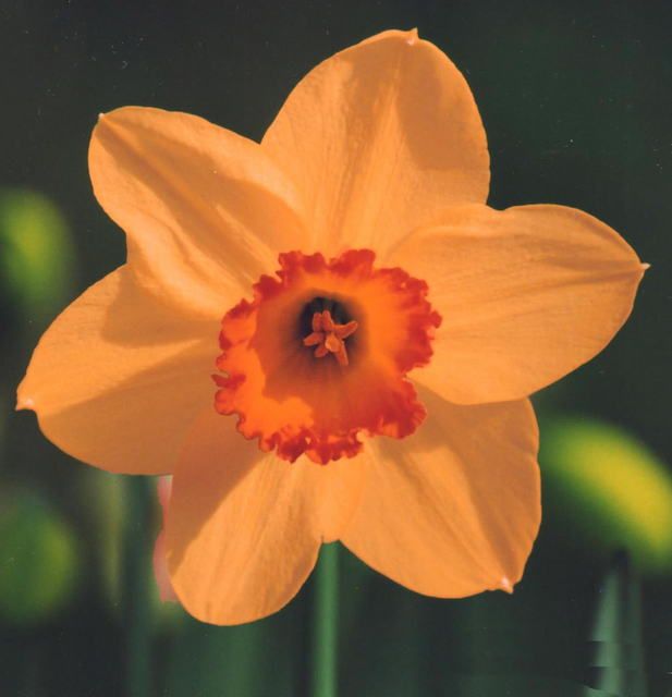 Narcisse Altruist