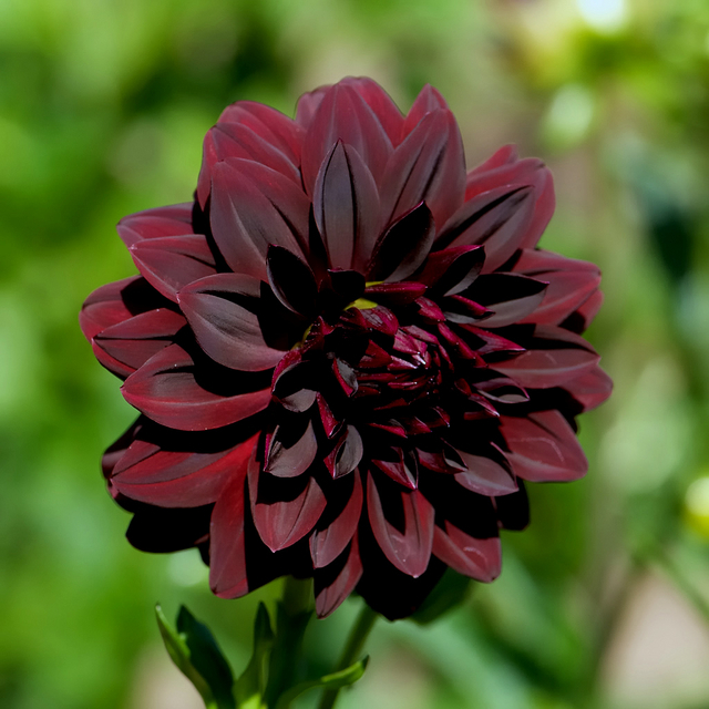 Dahlia Arabian Night