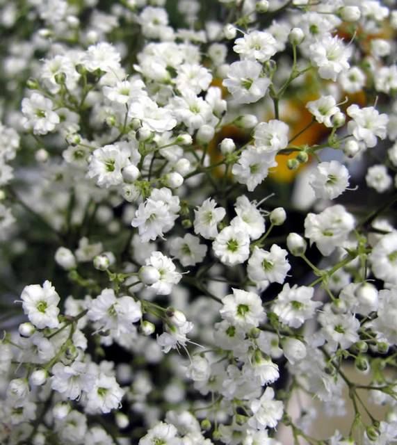Gypsophile paniculÃ©