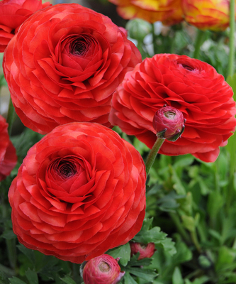 Renoncules rouges - Doubles rouges