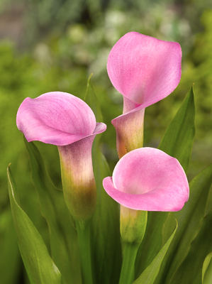 Zantedeschia Rose
