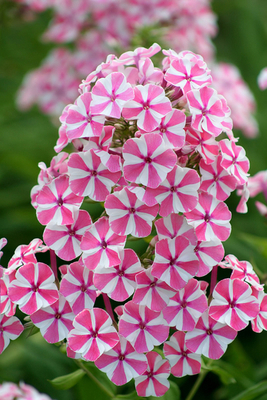 phlox maculata natascha