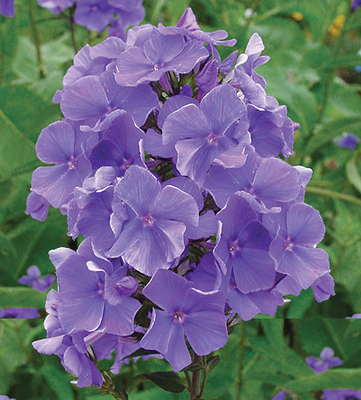 Phlox Junior Dream