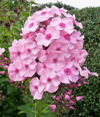 Phlox Junior Bouquet