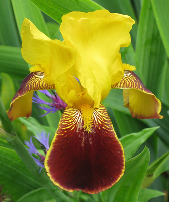 Iris Germanica Nibelungen