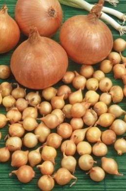 Oignons Ã  Planter Sturon (250gr)