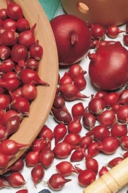 Oignon Ã  planter Red Baron (250gr)
