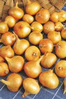 Echalote Ã  planter Yellow Moon (500gr)