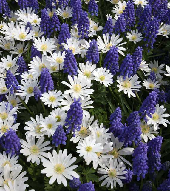 Bulbes de Printemps Bleu et Blanc Collection