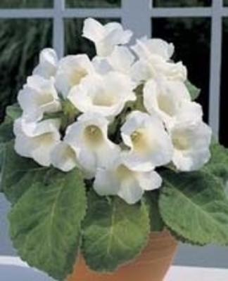 Gloxinia Mont-Blanc